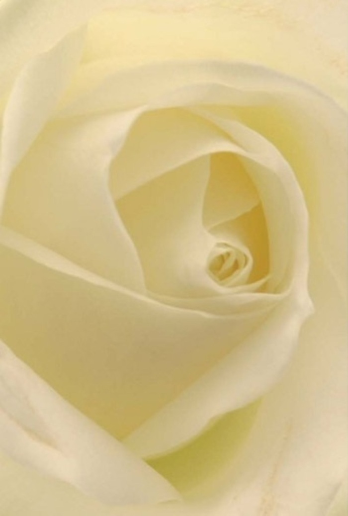 Viewed intimately, this pristine white rose evokes a sense of serene sophistication familiar to those who frequent the leafy lanes of Wanstead. Each petal unfurls softly, layered in elegant spirals with shades melding from pure white to gentle cream, creating a luminous effect as though light breathes through its very core. The composition is a study in tranquility, reminiscent of peaceful afternoons on the Wanstead Green. As a florist with deep ties to the local community, I recognize this bloom as an ideal choice for life's more meaningful moments-a romantic gesture, a thoughtful apology, or as the centrepiece for a wedding celebrated close to the High Street. The near-perfect symmetry at the heart of the rose reflects a quiet resilience, while delicate gradations in colour and shadow reveal the hand of an experienced artisan. Its imagined fragrance is clean and understated, echoing the reassuring calm that defines Wanstead itself. This rose, arranged with respect and artistry, stands ready to express every nuance of emotion-whether joy, sorrow, or simple appreciation for beauty.